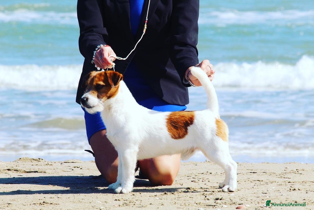 Immagine della galleria {{count}}