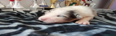 Australian Shepherd 4