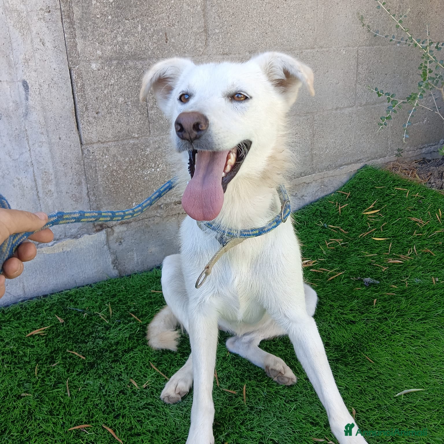 Meticcio cani NICLA - Annuncio 10