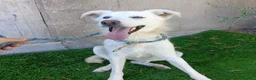 Meticcio cani in regalo: NICLA - Annuncio 1