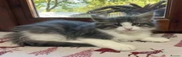 Norvegese gatti in vendita:  Gattino cucciolo di gatto norvegese delle foreste a Provincia di Parma - Annuncio 4