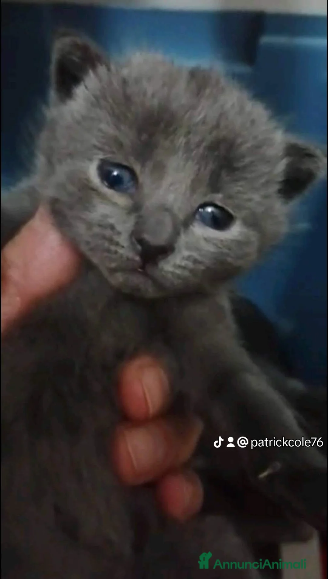 Certosino gatti in vendita: Cuccioli di certosino PURISSIMI  - Annuncio 2