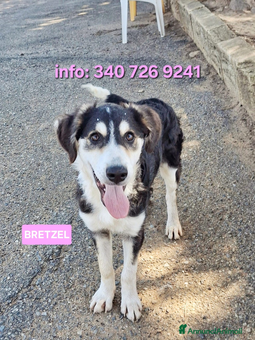 Meticcio cani in regalo: BRETZEL 🩷 - cucciola, ultima della sua cucciolata - Annuncio 1