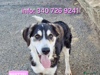 Meticcio cani BRETZEL 🩷 - cucciola, ultima della sua cucciolata - Annuncio 15