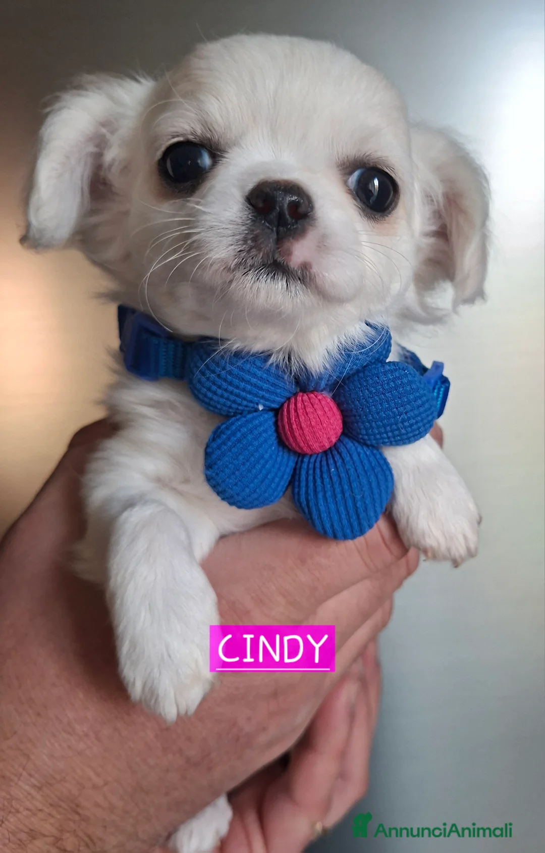 Chihuahua cani in vendita: Chihuahua pelo lungo  - Annuncio 12