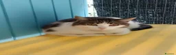Europeo gatti in regalo: Giovane gatta buona - Annuncio 3