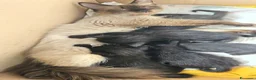 Meticcio gatti in regalo: Gattino di rarissima colorazione - Annuncio 5