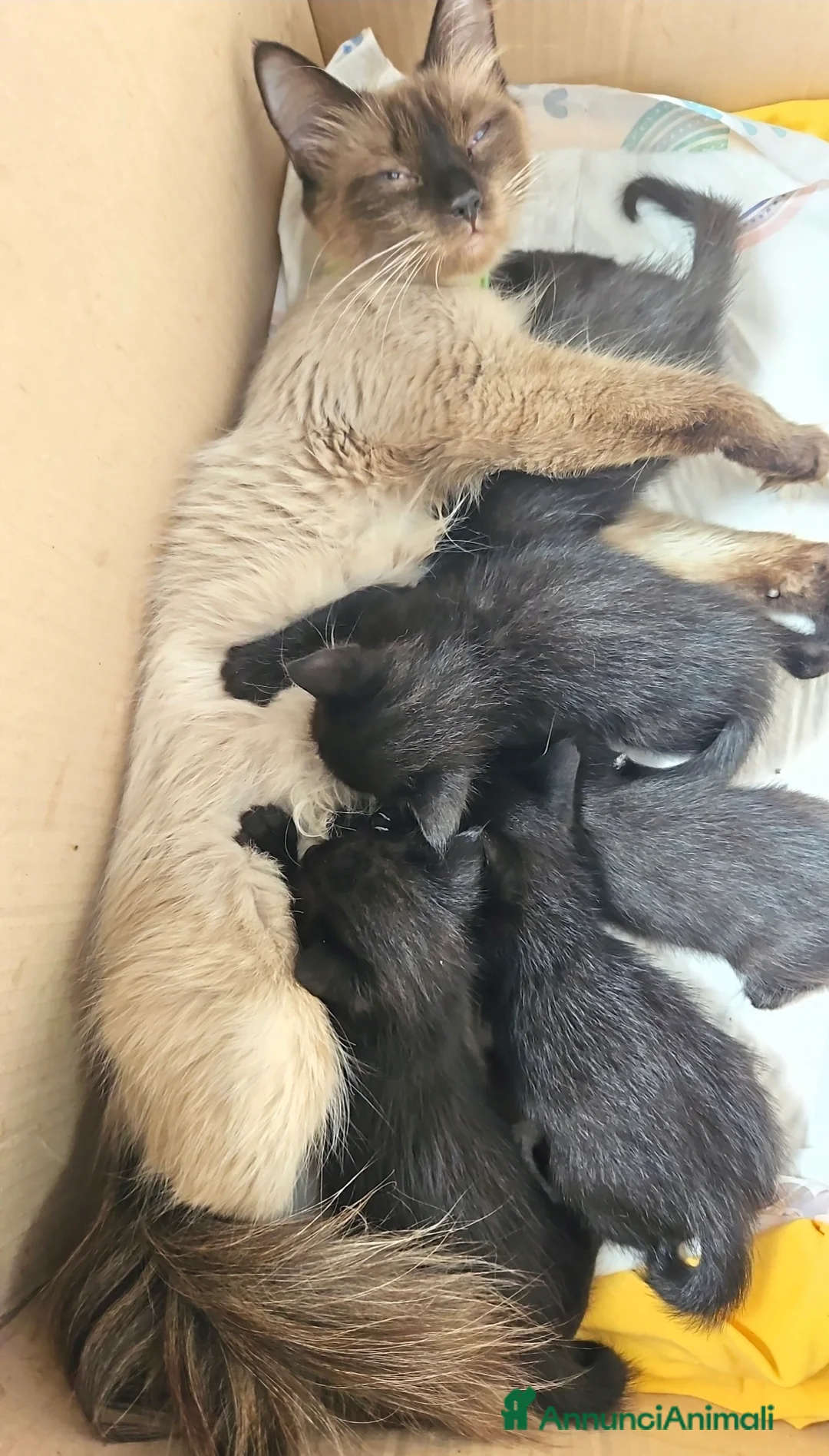 Meticcio gatti in regalo: Gattino di rarissima colorazione - Annuncio 5