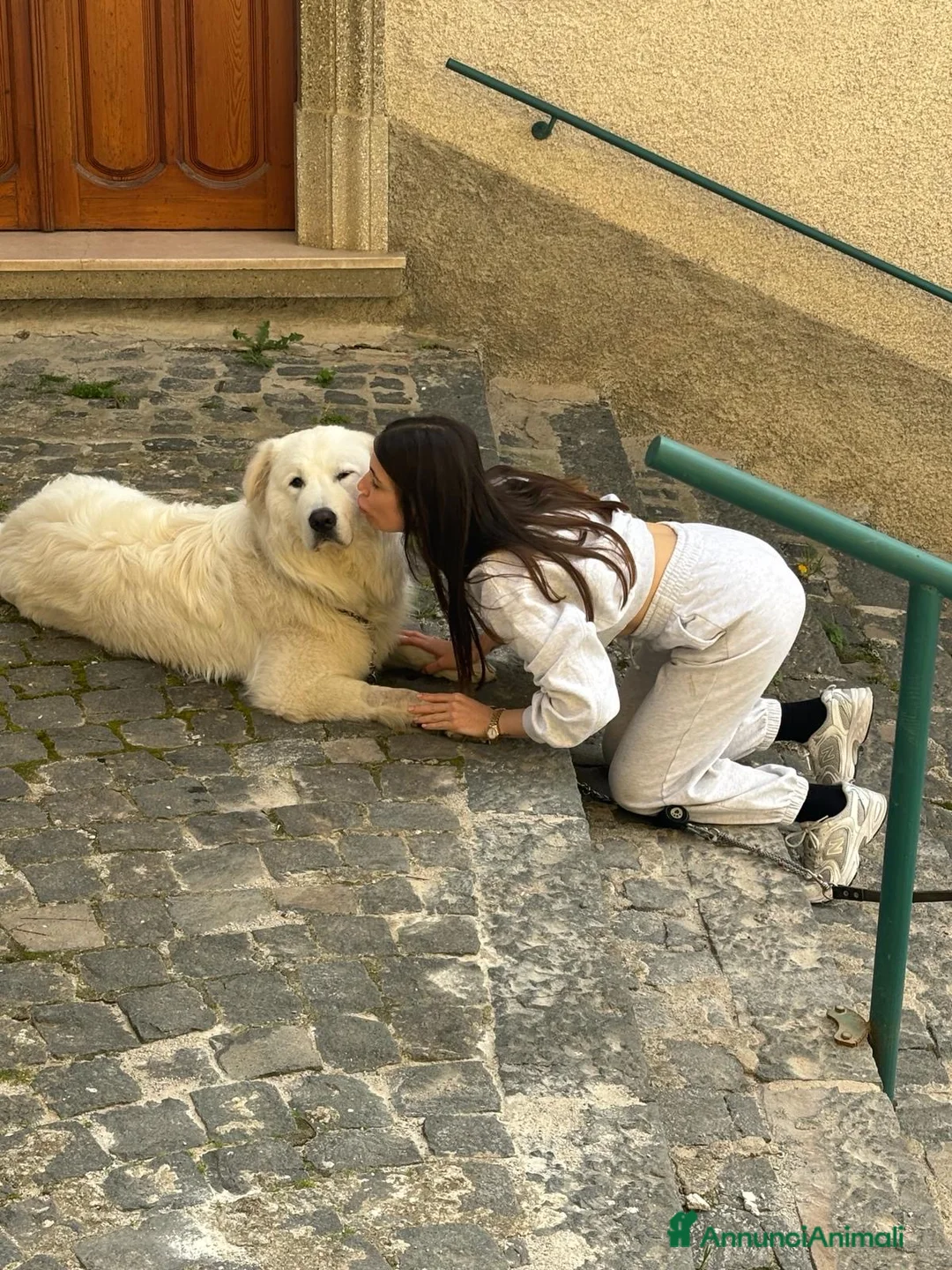 Pastore Abbruzzese Maremmano cani per accoppiamento: Pastore Abbruzzese Maremmano per accoppiamento  a Città metropolitana di Roma Capitale - Annuncio 8