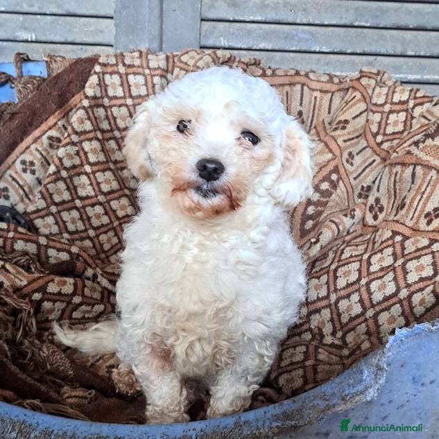 Barboncino Toy cani SPERTY 3anni - 5kg - Annuncio 5