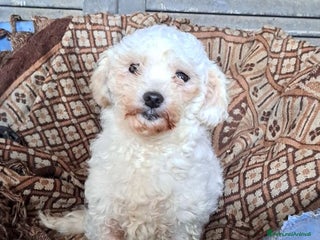 Barboncino Toy cani SPERTY 3anni - 5kg - Annuncio 5