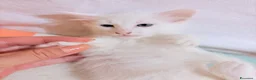 Angora turco gatti in vendita: Splendidi cuccioli di Angora turco - Annuncio 8