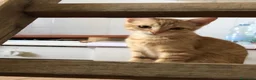 Meticcio gatti in regalo: Gattina Rossa (Ginger) per donazione gratuita - Annuncio 2