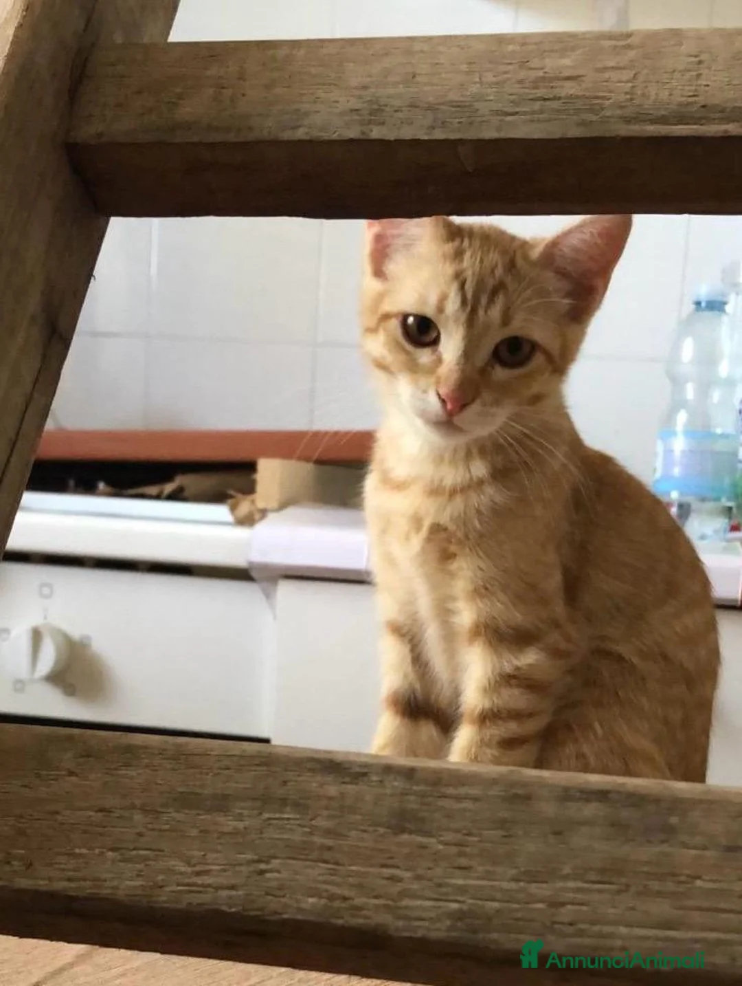 Meticcio gatti in regalo: Gattina Rossa (Ginger) per donazione gratuita - Annuncio 2