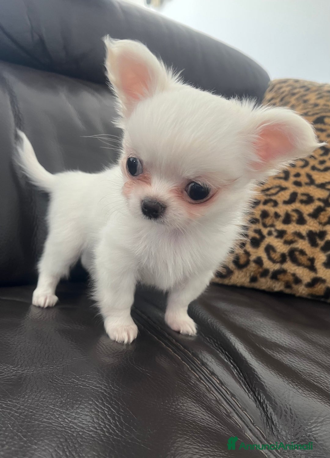 Chihuahua cani in vendita: Chihuahua maschi con pedigree - Annuncio 2