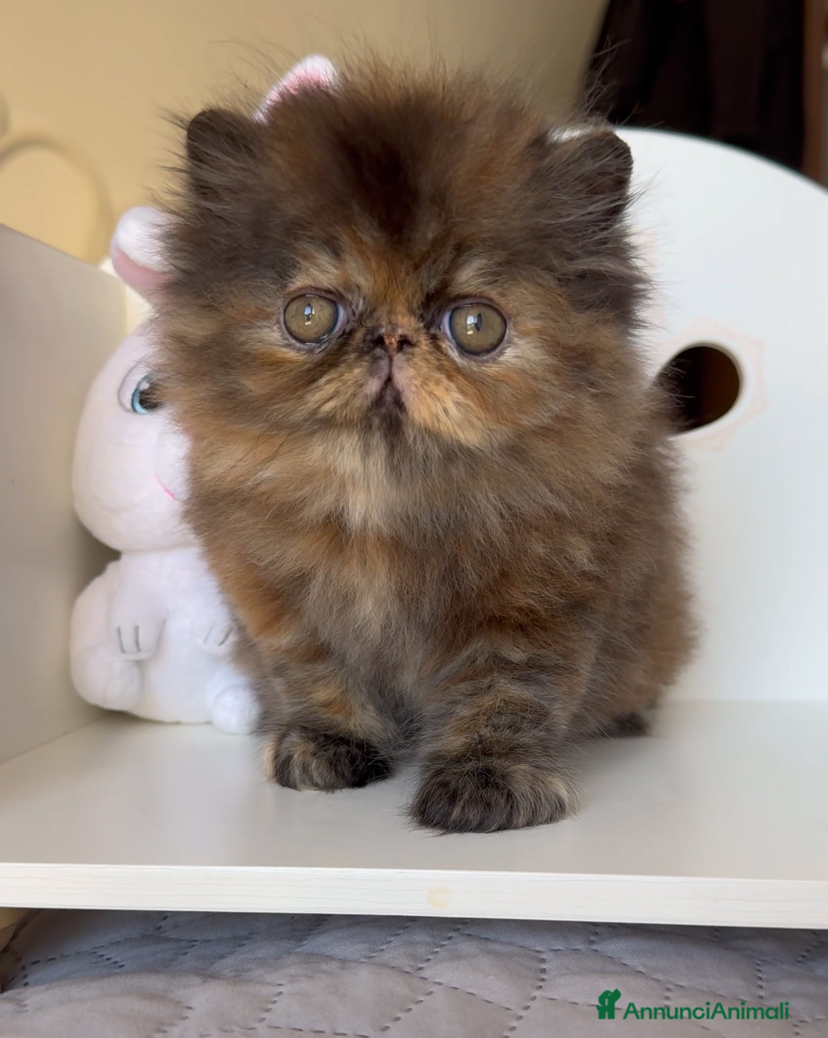 Persiano gatti in vendita: AnnaRita Orchidea - Annuncio 1