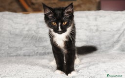 Maine Coon gatti in vendita: Cuccioli di razza Maine Coon pedigree ANFI a Livorno - Immagine 3