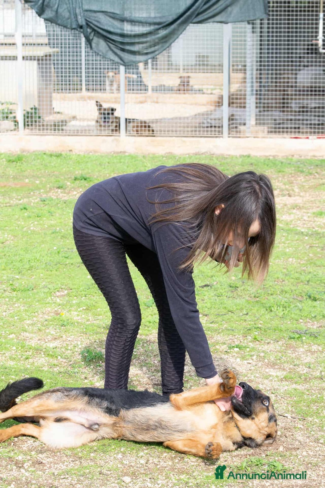 Pastore Tedesco cani in regalo: Battista - Annuncio 6