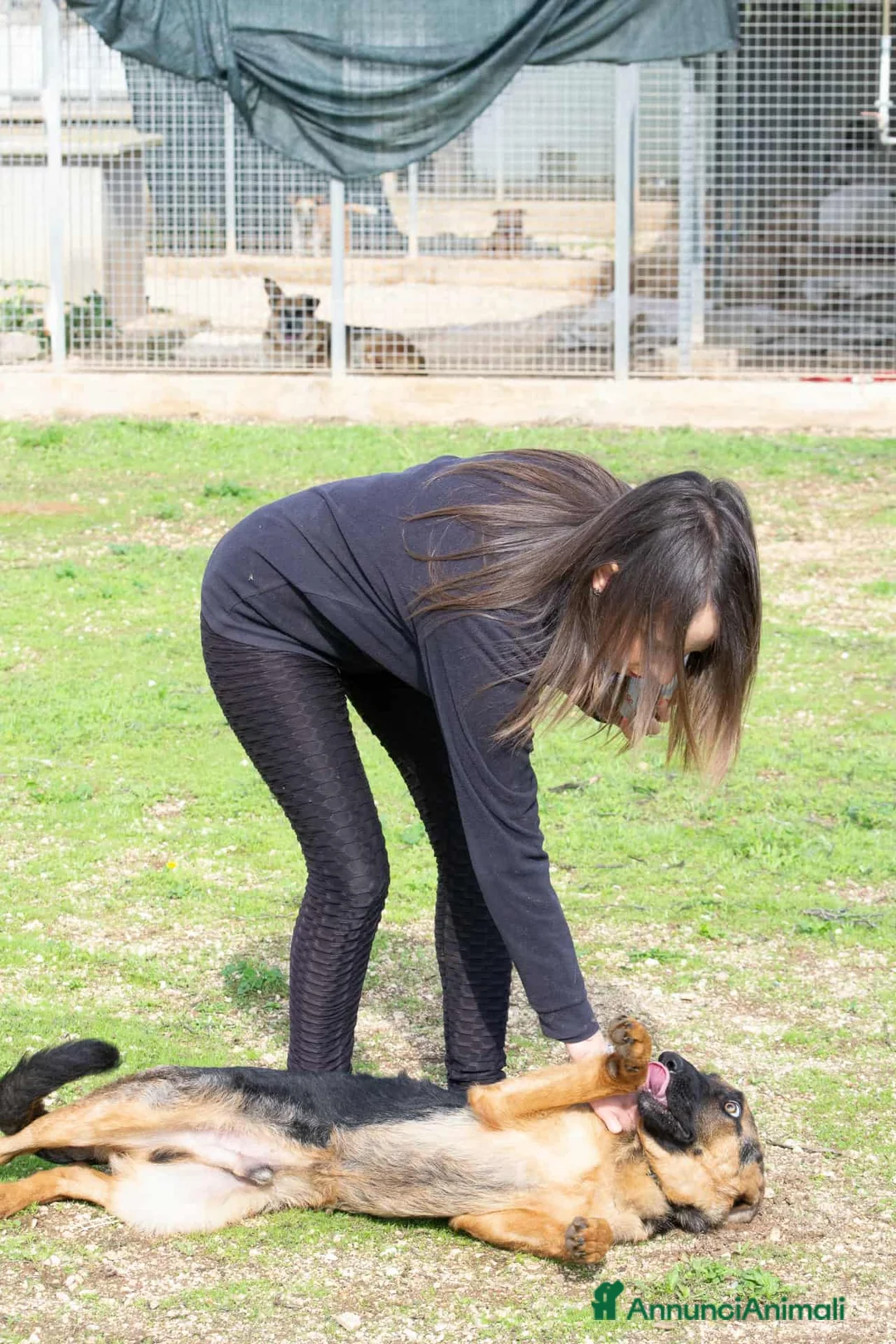 Pastore Tedesco cani in regalo: Battista - Annuncio 6