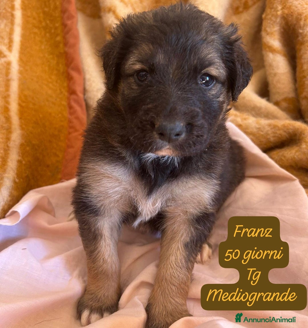 Meticcio cani in regalo: Tanti bellissimi cuccioli da adottare  - Annuncio 4