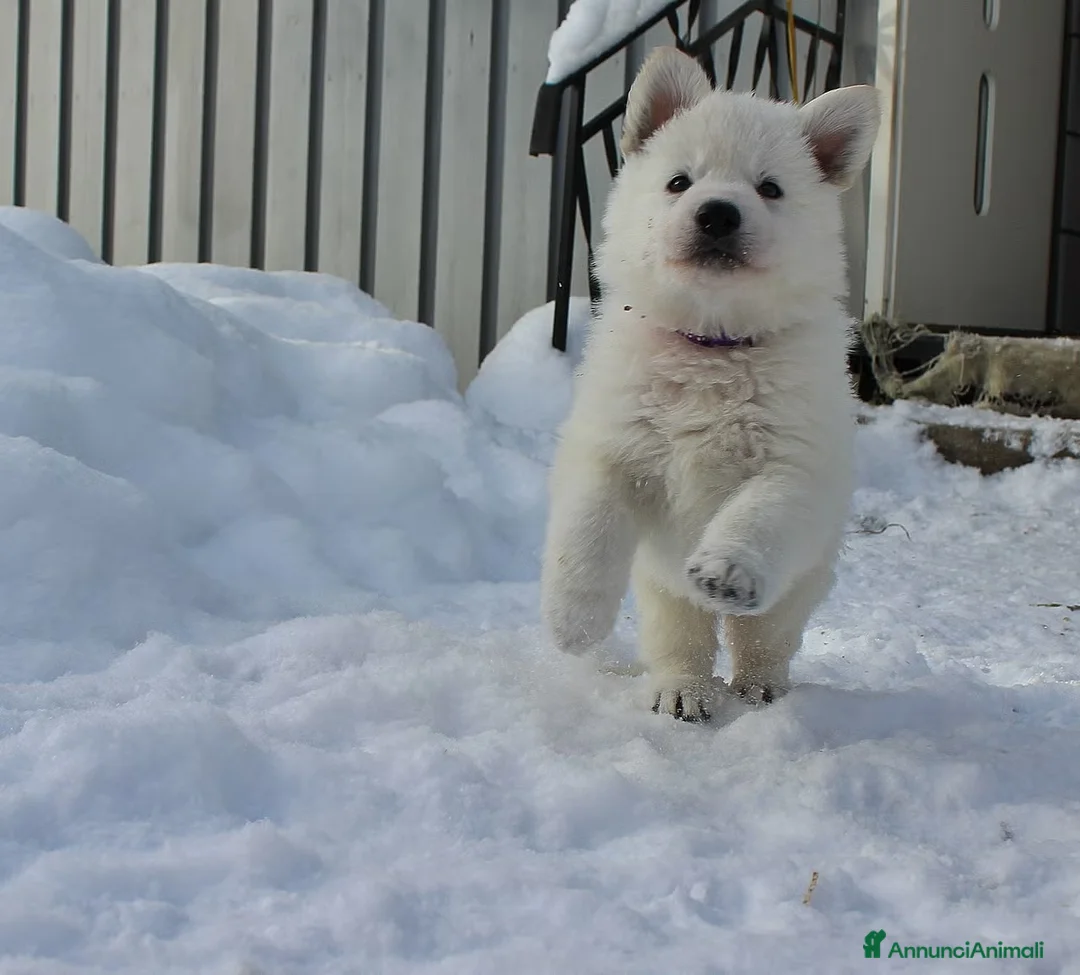 Pastore Bergamasco cani in regalo: Cuccioli di pastore bianco svizzero da dare - Annuncio 2