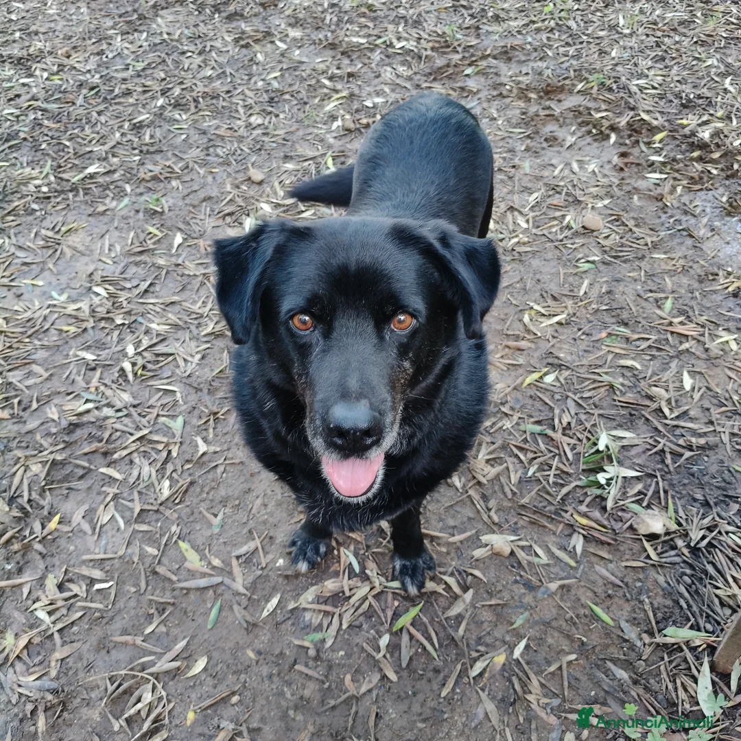Meticcio cani in regalo: Bryan cerca casa 🏠 - Annuncio 3