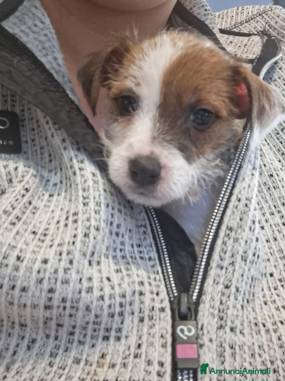 Jack Russell cani in vendita: Cuccioli di Jack Russell con pedigree  - Annuncio 3