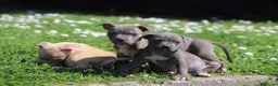 Pitbull cani in vendita: Pit Bull con pedigree anche a rate  - Annuncio 32