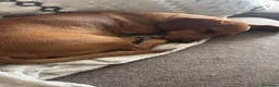 Bassotto cani per accoppiamento: Bassotto per monta - Annuncio 8