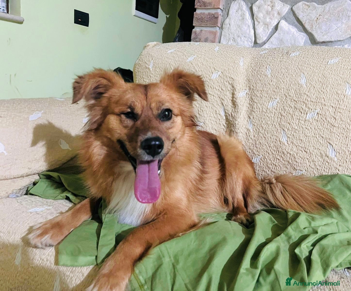 Meticcio cani Maschietto tg contenuta 2 anni - Annuncio 25