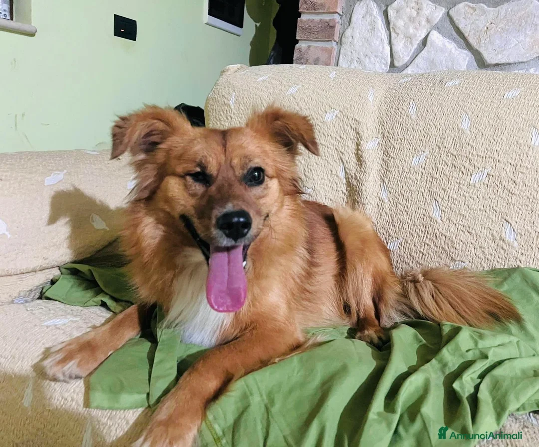 Meticcio cani in regalo: Maschietto tg contenuta 2 anni - Annuncio 1