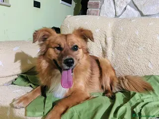 Meticcio cani Maschietto tg contenuta 2 anni - Annuncio 25