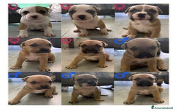American Staffordshire cani in vendita: Cuccioli amstaff pitbull a Provincia del Verbano-Cusio-Ossola - Immagine 11