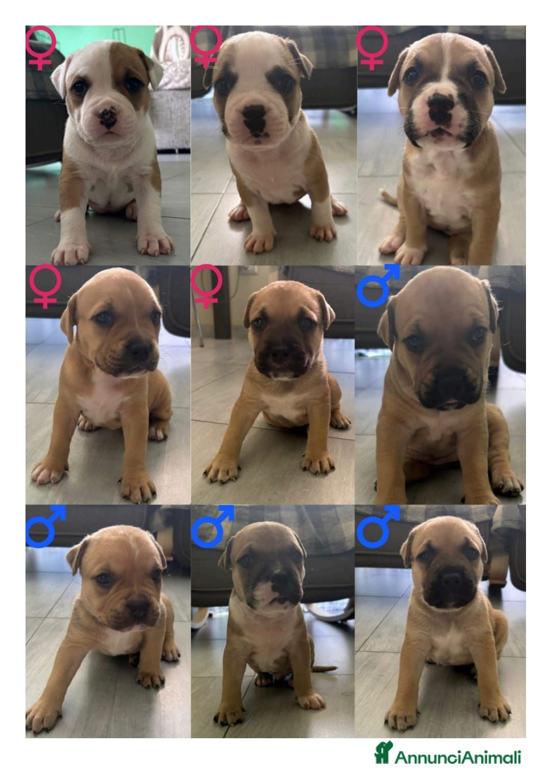 American Staffordshire cani in vendita: Cuccioli amstaff pitbull a Provincia del Verbano-Cusio-Ossola - Immagine 11