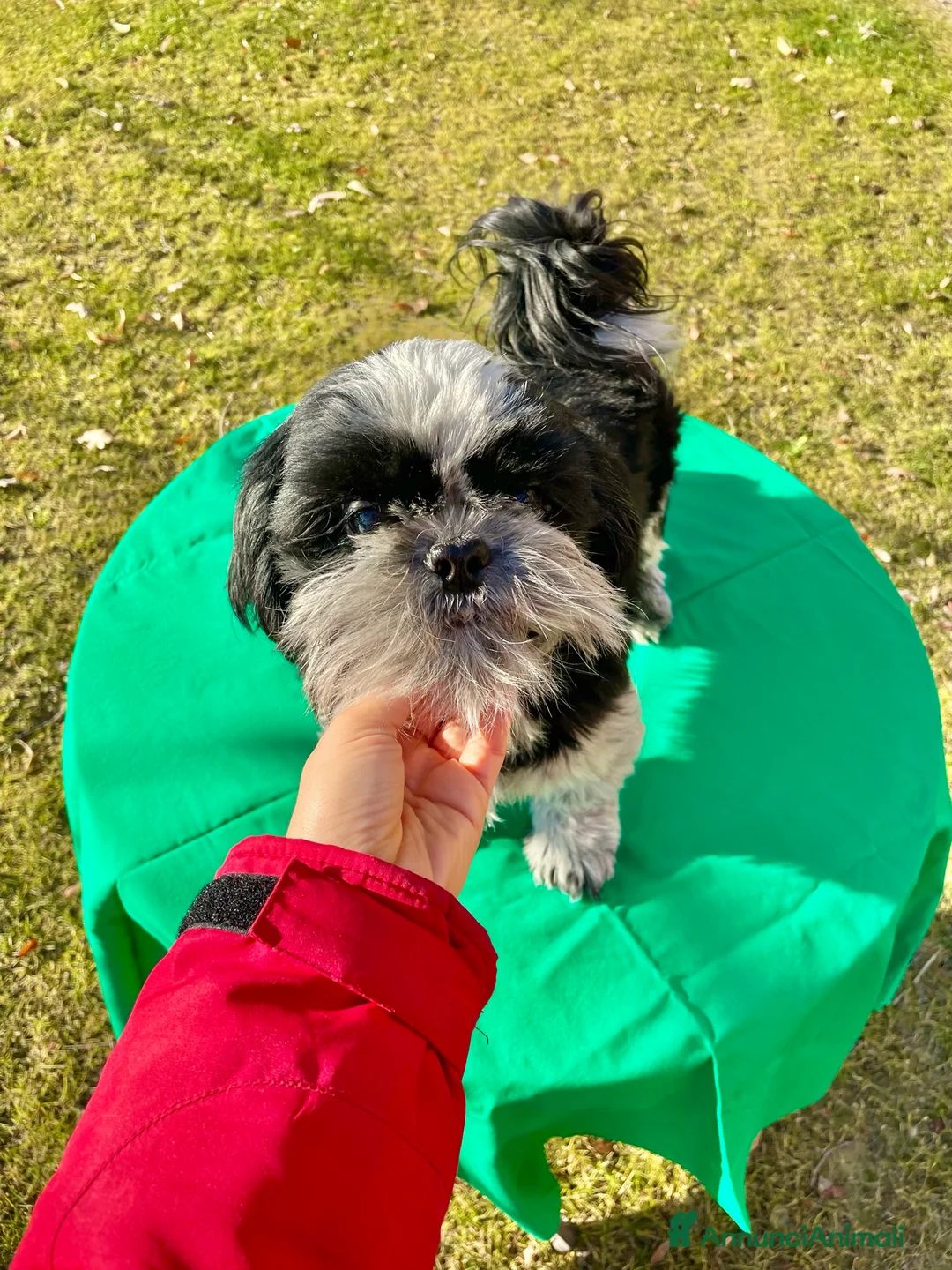 Shih Tzu cani in regalo: ShihTzu cucciolone - con rimborso spese a Città Metropolitana di Bologna - Annuncio 5