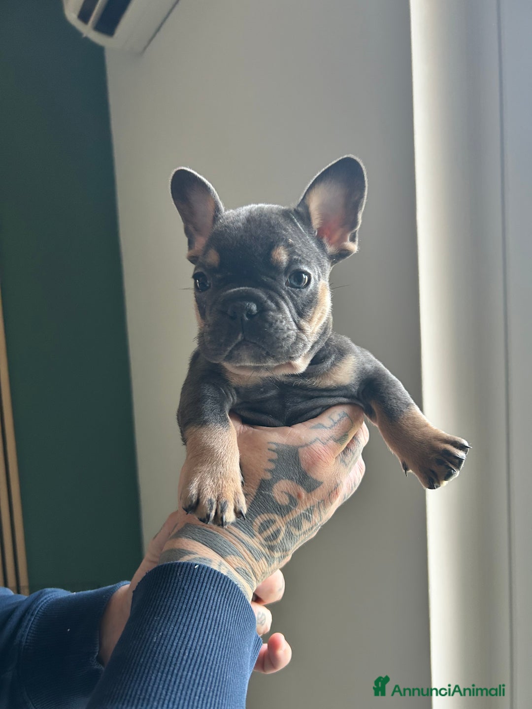 Bulldog Francese cani in vendita: Cuccioli di bulldog  - Annuncio 12