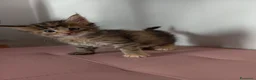 Maine Coon gatti in vendita: Simpatica cucciola Maine coon  - Annuncio 4
