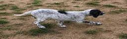 Setter Inglese cani in vendita: Cuccioli Setter Inglese a Città metropolitana di Roma Capitale - Annuncio 6