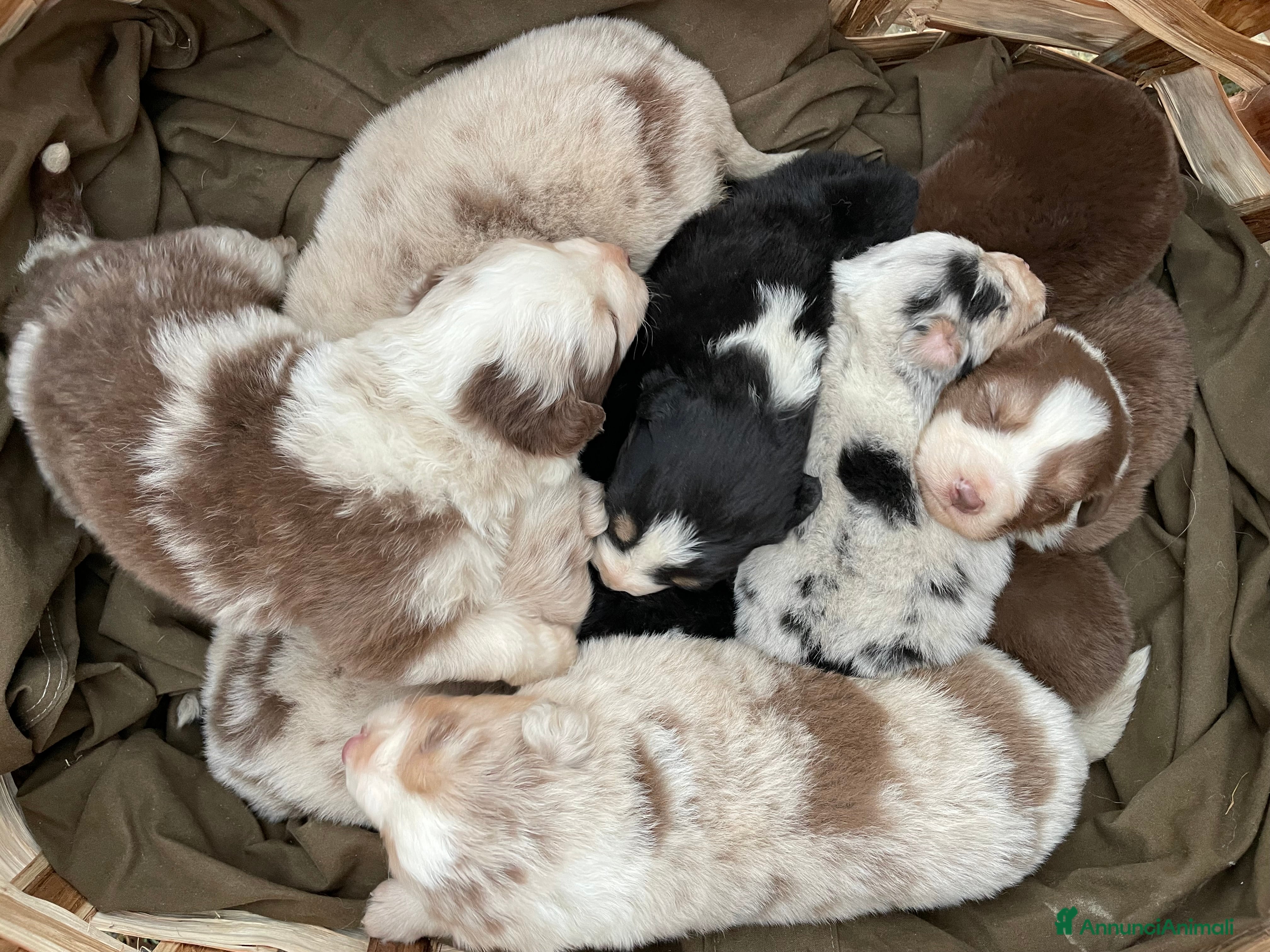 Australian Shepherd cani Cuccioli pastore australiano - Annuncio 30