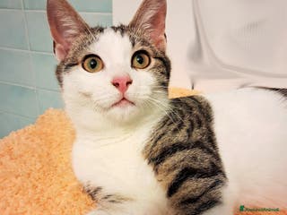 Europeo gatti PAOLETTO GATTINO DOLCISSIMO DI 4 MESI - Annuncio 2