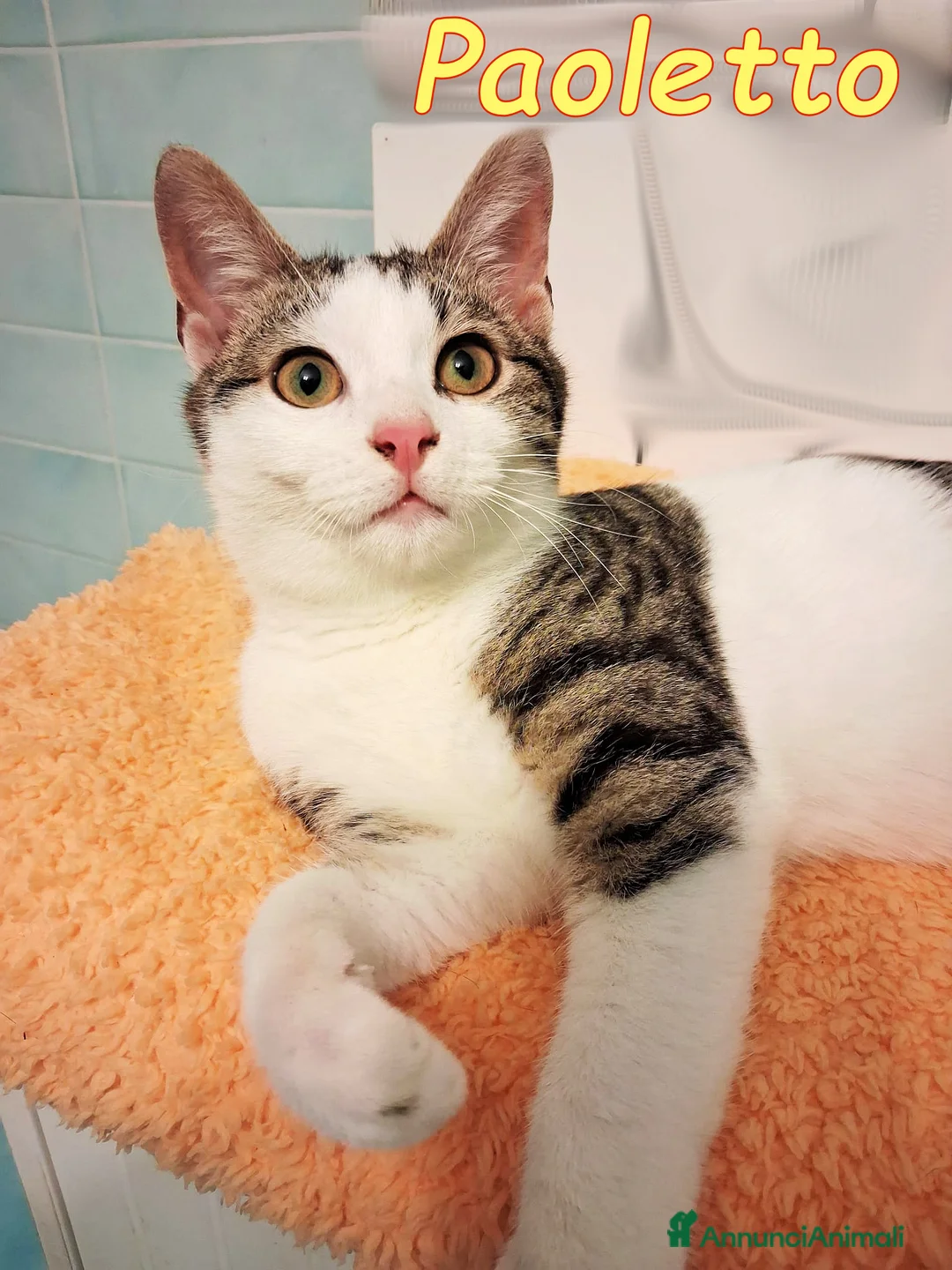 Europeo gatti in regalo: PAOLETTO GATTINO DOLCISSIMO DI 4 MESI - Annuncio 1