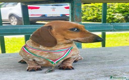 Bassotto cani in vendita: Bassotto piebald a Città metropolitana di Roma Capitale - Immagine 3