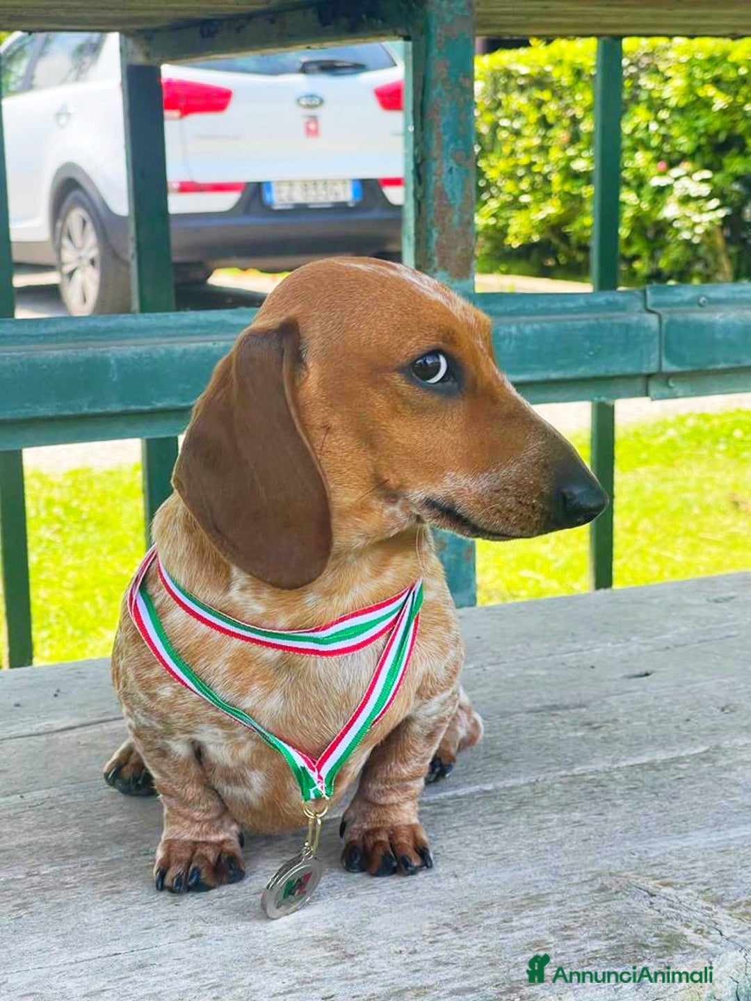 Bassotto cani in vendita: Bassotto piebald a Città metropolitana di Roma Capitale - Immagine 3