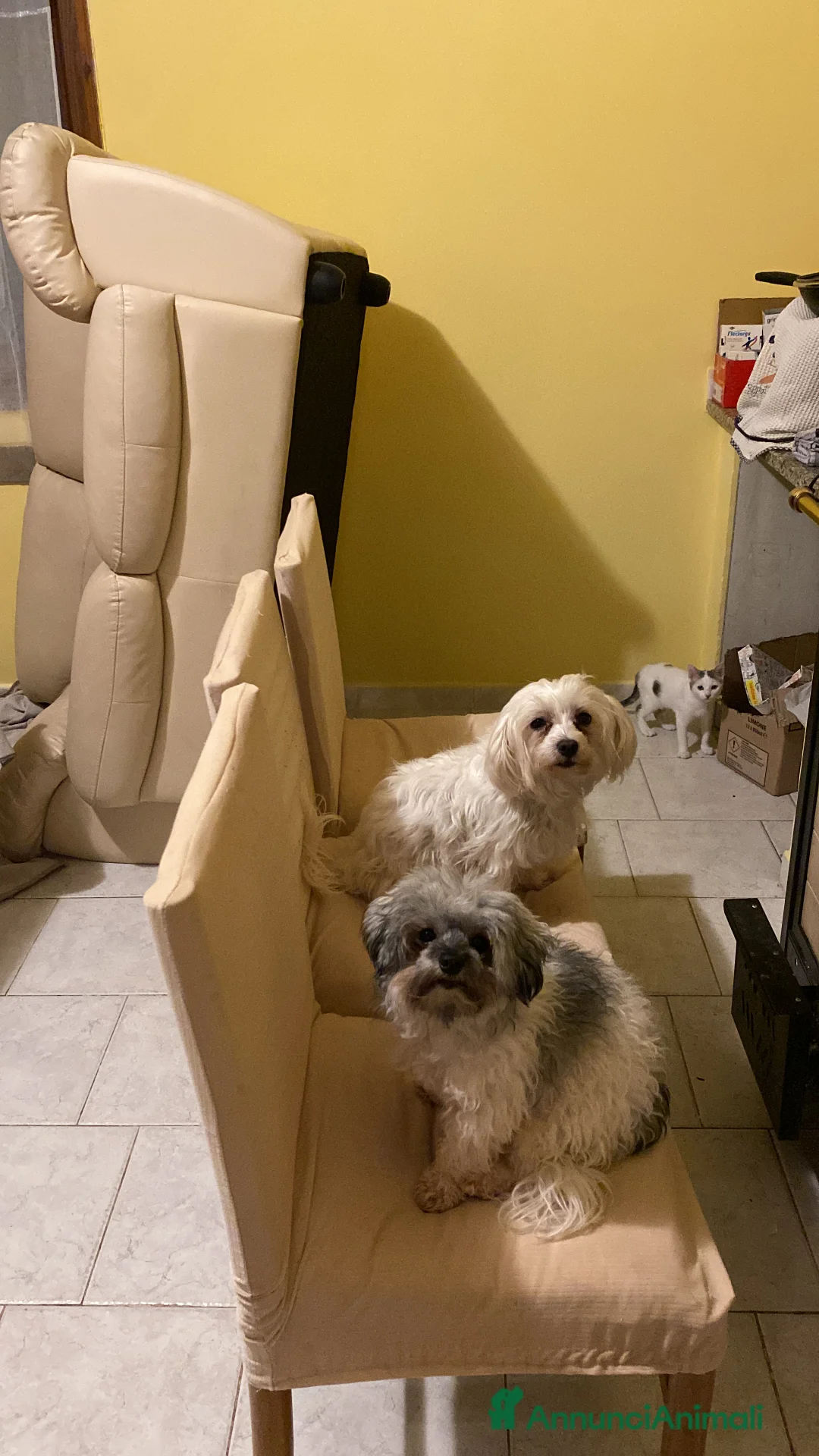 Maltipoo cani in vendita: Cuccioli maltipoo - Annuncio 8