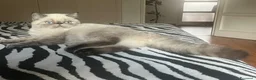 Exotic Shorthair gatti in vendita: Cucciola exotic shorthair a Città metropolitana di Milano - Annuncio 4
