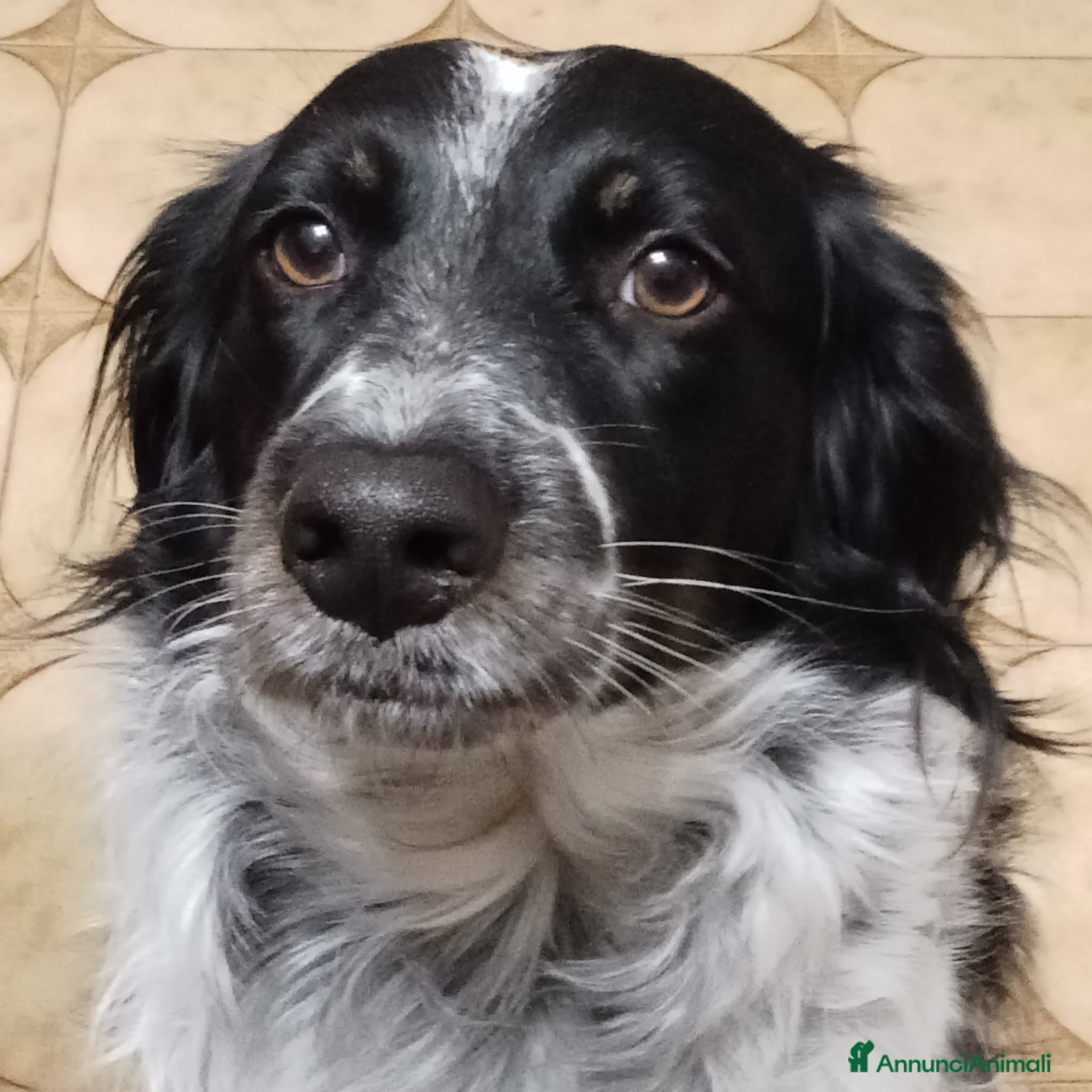 Meticcio cani Betty simil Setter 2anni salvata mesi fa.FERRARA - Annuncio 8