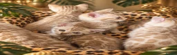 Bengala gatti in vendita: Cuccioli bengala Mink  - Annuncio 2