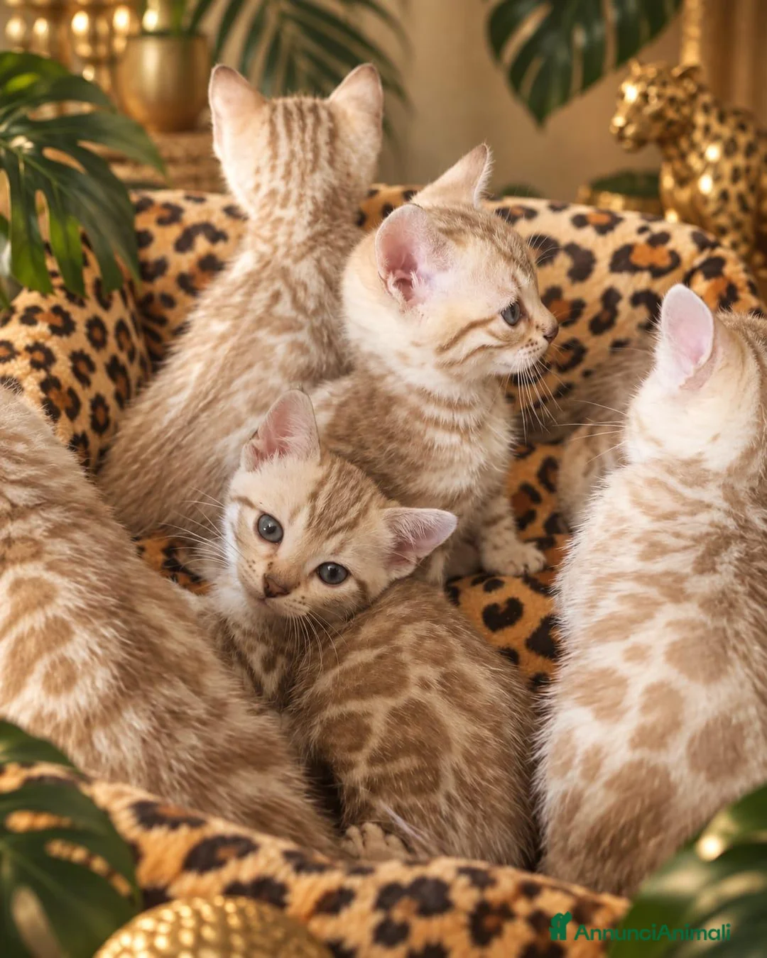 Bengala gatti in vendita: Cuccioli bengala Mink  - Annuncio 2