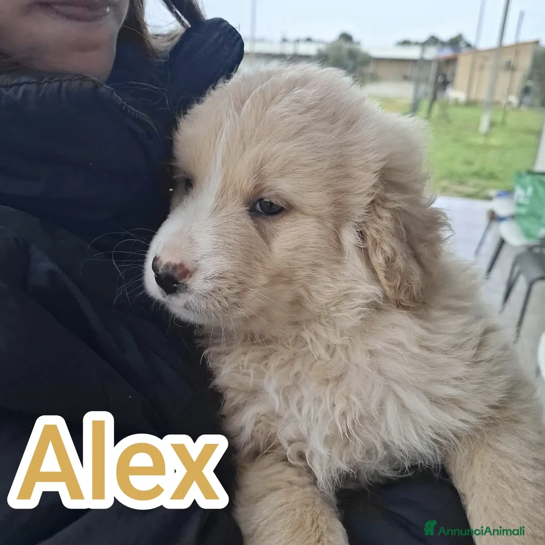 Meticcio cani in regalo: Quattro polpettine cercano casa - Annuncio 4