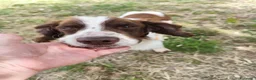 Breton cani in regalo: BACO breton di 3 anni  - Annuncio 11